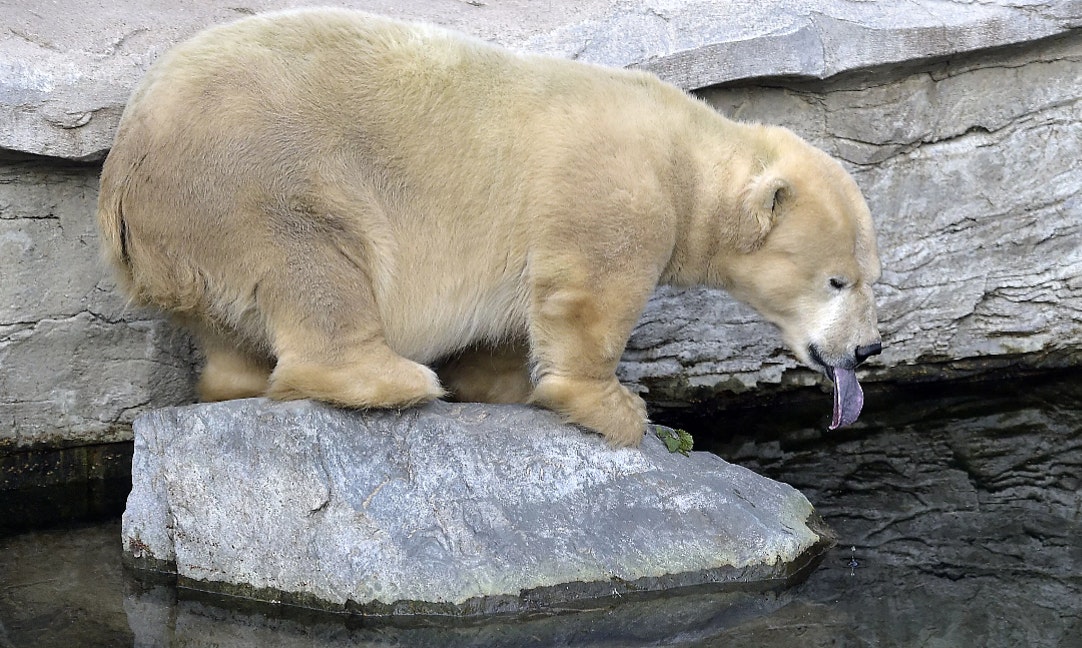 北極熊找不到海冰就住在陸地 為了找食物走進俄國村莊 The News Lens 關鍵評論網