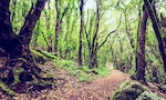 Trail through a mysterious inspirational beautiful landscape, dark forest with green leaves. Spring fairytale morning, magical atmosphere in La Gomera, Canary Islands Spain.
