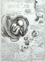 Leonardo da Vinci Studies of Embryos