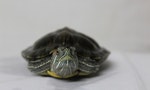turtle-2138208_1920