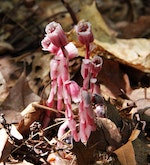 Red_indian_pipes2
