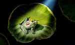 Prince frog in the spotlight, kissed by the princess