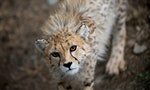 地上最快又如何？亞洲獵豹只剩不足50隻面臨滅絕