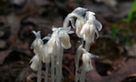 水晶蘭——失去綠色的美麗植物