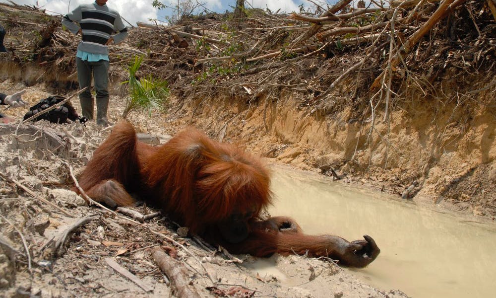 印尼紅毛猩猩被射殺　慘遭農園工人肢解吃掉