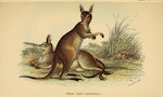 kangaroo 袋鼠