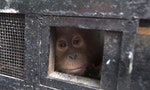 Should Hong Kong Keep its Zoo?  