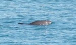 加灣鼠海豚全球只剩30條　科學家計劃圈養繁殖免絕種