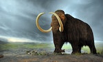 2048px-Woolly_mammoth