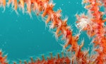 Japan Declares Red Coral Species Extinct 