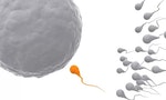 單一性伴侶可能導致男人的蛋蛋變小，也可能是當代不孕危機的重要因素