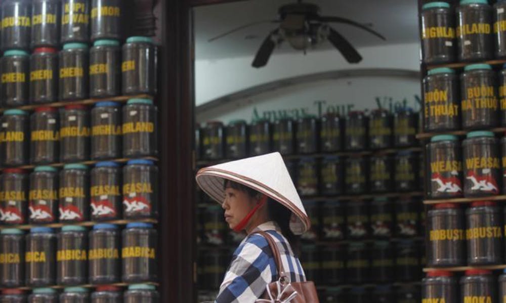 Coffee Production in Vietnam Faces Dark Future Under Climate Change