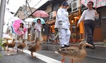 汽車社會有損都會魅力 看京都的步行城市推動策略