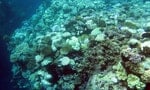 Hot Water in South China Sea Causes Mass Coral Bleaching