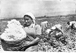 Armenian_cotton