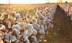 Cotton_field_kv17