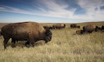 犎牛 美洲野牛 Bison Buffalo Herd American Animal Mammal
