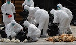 Once Again, Bird Flu is in the Air