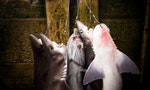 Singapore’s Massive Role in Trading Shark Fins Exposed  