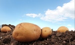 Potato field sky 