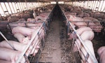 中國爆發非洲豬瘟：「超級病毒」可在冷凍肉裡活3年，人體也能傳播