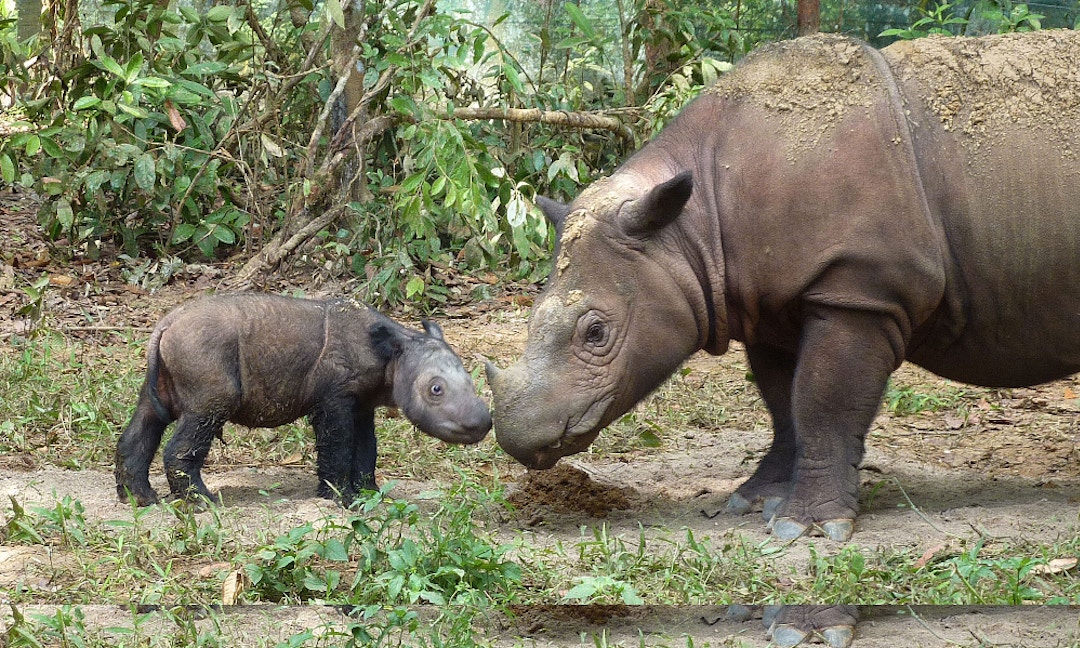 How to Save the Javan Rhinoceros - The News Lens International Edition