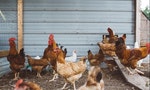 戴奧辛蛋來源找到了！ 鴻彰蛋場今撲殺三萬隻雞、雞蛋全數焚毀