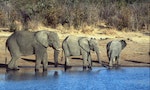 南非著名獵人帶團獵象時被大象壓死　