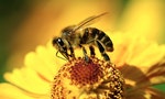 Bee on flower in garden