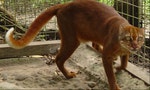 Rare and Secretive Bay Cat Caught on Camera in Borneo 