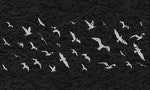 Flying birds silhouettes on black grunge background. Vector illustration