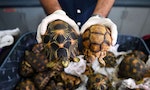 Smuggler's Paradise: Hundreds of Tortoises Seized in Malaysia