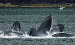 「平克．佛洛伊德」──在墨西哥旅客總在尋找的鯨魚陰莖