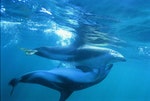Mating_dolphins_underwater_-_panoramio