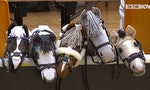 【影片】你看過「騎木馬」跨欄這樣的馬術比賽嗎？而它正在歐洲開始流行！