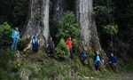 攀上70公尺高「撞到月亮的樹」，澳洲團隊首度為台灣杉攝下「等身照」