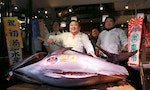Can the Bluefin Tuna Survive Their Popularity?