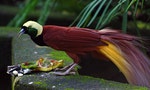 Birds-of-Paradise Off the Market in Indonesia's Biggest Province 