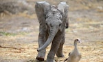 大象和人類可以共存嗎？看「便便」吧！