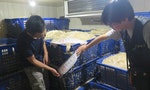「漂白豆芽」流入大台北地區12年，衛生局：不要崇尚「太好看」的蔬果