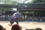 大象倒立