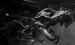 科學家為何相信恐龍滅絕，是因為一顆飛向地球的小行星？