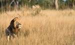 獵殺獅子讓其他動物生存　津巴布韋「獅子王」兒子也被射殺