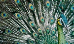 Endangered Green Peafowl on Last Legs in China amid Illegal Mining 