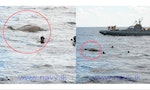 【有片】斯里蘭卡海軍12小時海中救大象