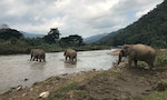 世界動保協會：亞洲六國於娛樂場所工作的大象 75％活在不理想環境