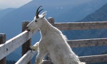 Mountain_goat_-_artificial_salt_lick