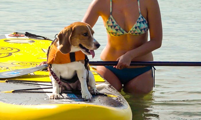 【影片】連小狗都能玩！結合獨木舟與衝浪板的新海上運動