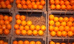 以「橙」來指涉顏色或水果，哪一種用法比較早出現？