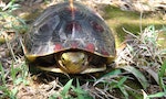 中國「炒龜」市場熱，台灣原生的食蛇龜幾乎滅絕